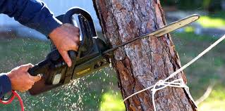 Best Root Management and Removal  in Woxall, PA