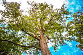 Best Leaf Removal  in Woxall, PA