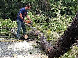 Woxall, PA Tree Care Company