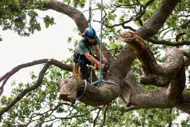 How Our Tree Care Process Works  in  Woxall, PA